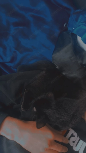 zwei Katzen mit Zubehör