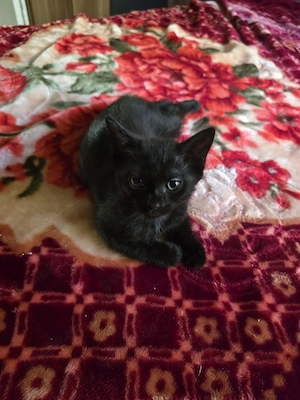 katze baby 