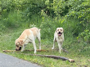 labrador rüde & hündin 