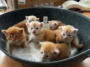 7 Maine Coon Kitten