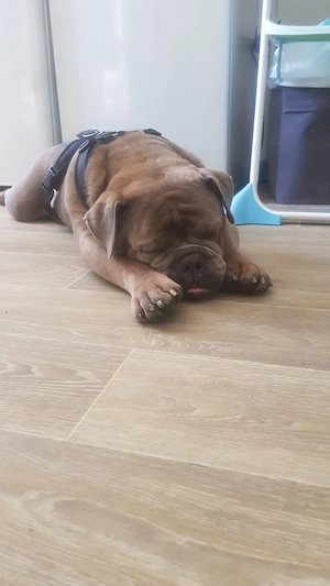 Old English Bulldog 