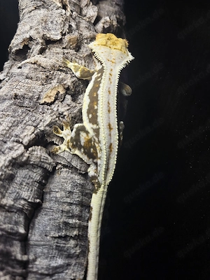 1.0 Kronengecko Lilly White 