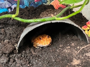 Schmuckhornfrosch Ceratophrys Cranwelli Männchen Albino  