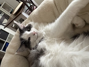 Maine Coon Mix Kitten