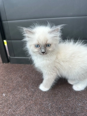  Zuckersüßes Heilige Birma Kitten sucht ein Körbchen auf Lebenszeit! 