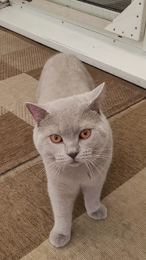 BKH Kater in lilac