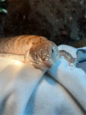 blauzungenskink indonesien
