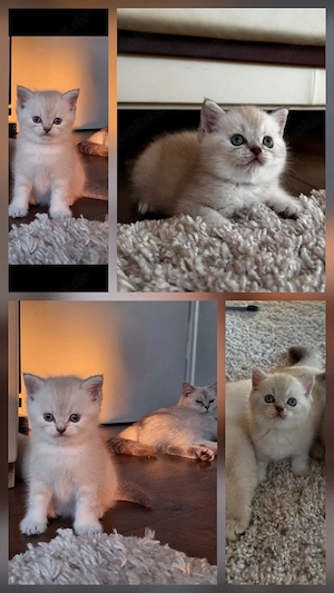 Liebevolle Babykater suchen ein neues Zuhause 