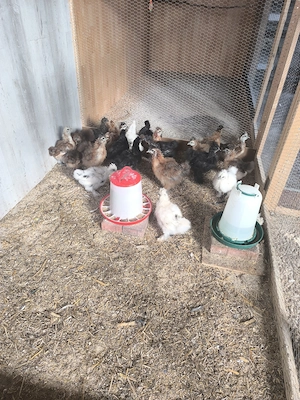 Seidenhuhn Kücken 