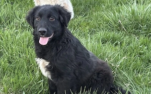 Lebenslustig & sanft: Wer zeigt unserer Josie das große Hunde-Abenteuer?