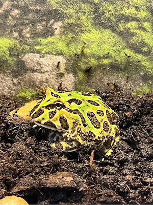 Schmuckhornfrosch C. Cranwelli Blue 