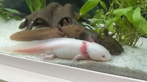 Axolotl abgabebereit
