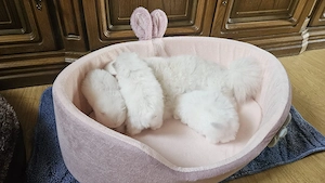 pomeranian welpen suchen neuen heimat