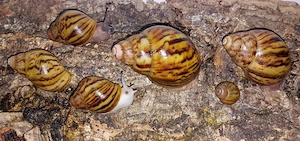 Ovum (Mixe), Adulte Schnecken und Jungtiere