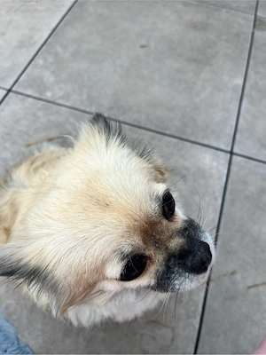 Chihuahua-Spitz mix Hündin.