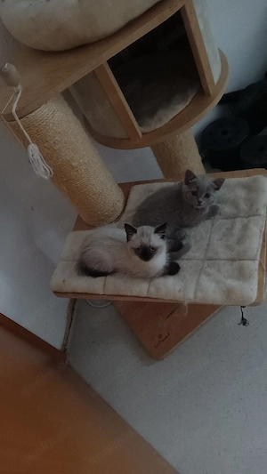 Baby BKH Katzen