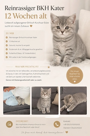 Kitten reinrassig BKH
