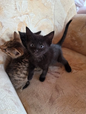 Kitten Katzen babys 