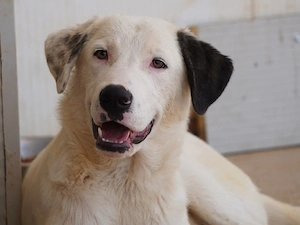 Perro sucht sein Zuhause (noch auf Sardinien)
