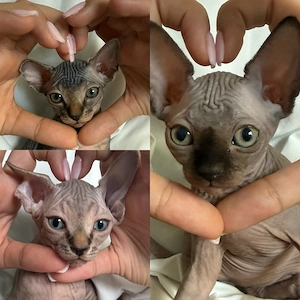 Sphynx Kitten