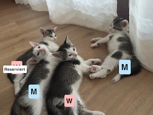 Süße Katzen Babys suchen ab dem 9.8 ein neues Zuhause  