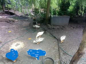 Junge Enten - Silver Appleyard und Laufentenmix
