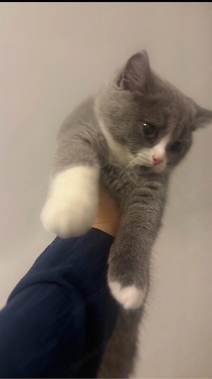 Bkh kitten (kater)sucht noch ein liebevolles Zuhause 