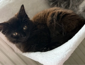 liebevolles zuhause für Merlin gesucht 