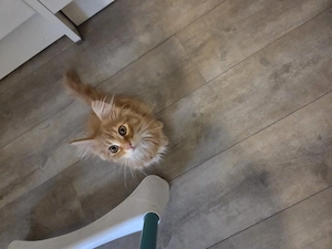 Maine Coon Kitten Kater