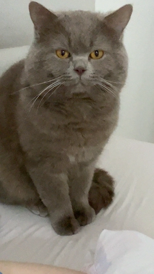 BKH Katze zu verkaufen 