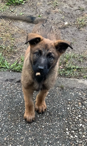 ABGABEBEREIT! Malinois-deutsche schäferhund welpen 