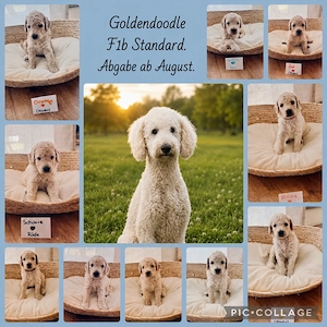 Goldendoodle F1b Welpen 