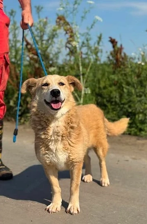 Einfach nur lieb und dankbar: Hundedame Gerdi