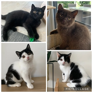 BKH Kitten mit Stammbaum, choco, black, black-white