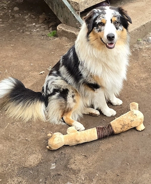 Australian Shepherd Rüden Junghunde suchen dringend ein zu Hause 