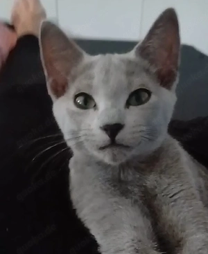 Russisch Blau Mädchen Kitten katze