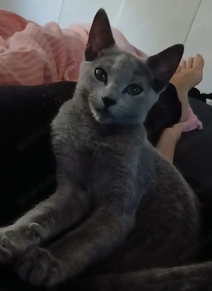 Russisch Blau Mädchen Kitten katze