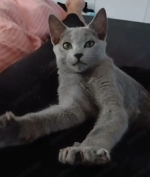 Russisch Blau Mädchen Kitten katze