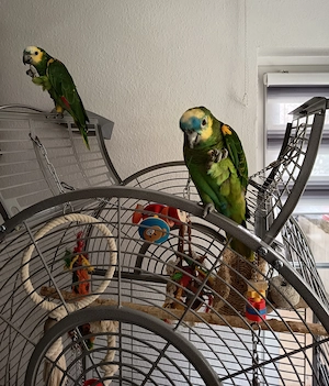 2 Blaustirnamazonen Pärchen sprechend abzugeben (ca. 2 Jahre alt) inklusive großem Montana-Käfig Bild 4