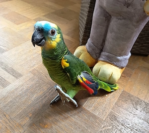2 Blaustirnamazonen Pärchen sprechend abzugeben (ca. 2 Jahre alt) inklusive großem Montana-Käfig Bild 5
