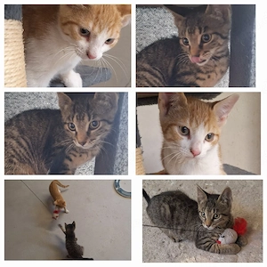 Junge Katzen