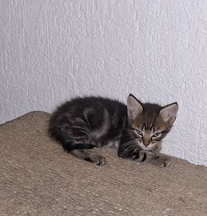 BKH Maine Coon Mischlinge suchen Zuhause