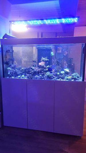 Meerwasseraquarium   Salzwasseraquarium DRINGENDE ABGABE