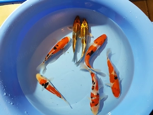 Japankoi Mix vom Züchter Ikarashi Ozumi bei KoiKeil
