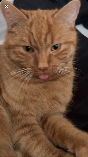 Orange Britisch Kurzhaar
