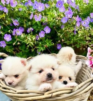 Zwergspitz (Pomeranian) Welpen suchen ein liebevolles Zuhause!