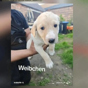 ich suche ein neues Zuhause