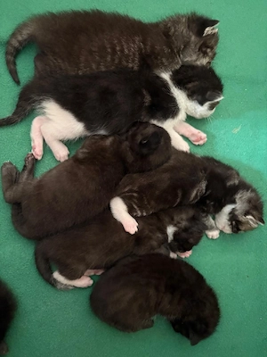 Kitten zu verkaufen