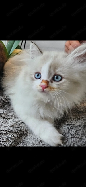 Perser &Birma Katzen kitten Baby Katze 