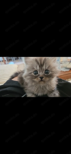 Perser &Birma Katzen kitten Baby Katze 